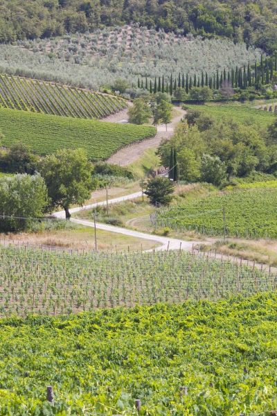 Italy, Radda Winery vineyards and olive groves